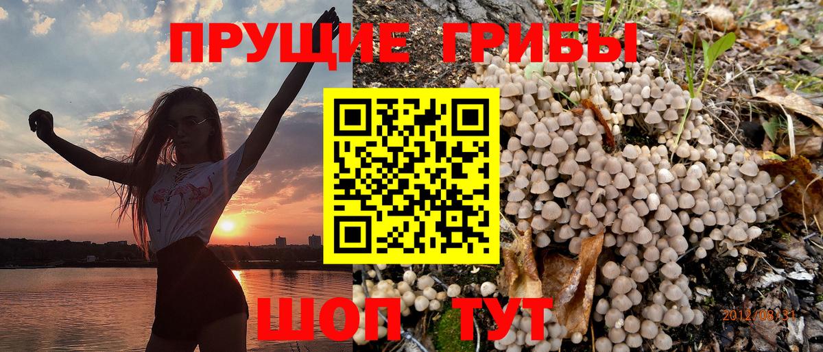 наркота  Псилоцибиновые грибы Psilocybe  Вход с VPN  Отрадный  Галлюциногенные грибы Psilocybe 